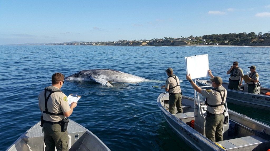 Satirical image of officials monitoring a dead whale off the San Diego coast for a permit inspection