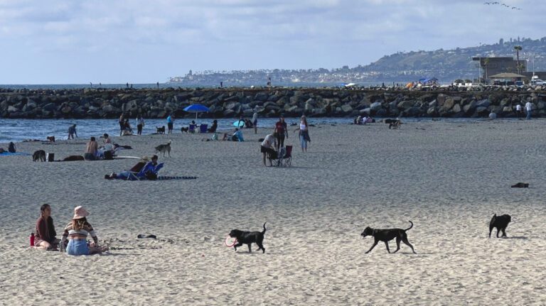 Dogs rounding around at Ocean Beach dog park
