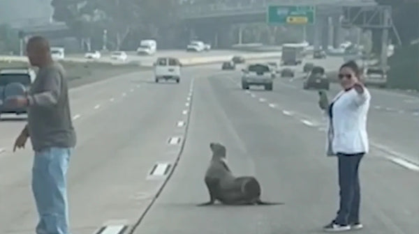 seal on i5