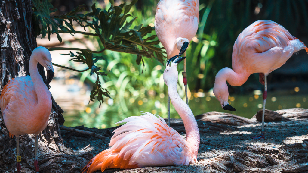 Visit San Diego tourism and travel guide